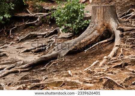Dry treestumps and roots in European forest, Prachov Rocks, Bohemian Paradise, Czech Republic