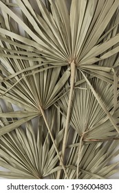 Dry Tropical Exotic Palm Leaves On White Background. Flat Lay, Top View Minimalist Floral Pattern Aesthetic Composition.