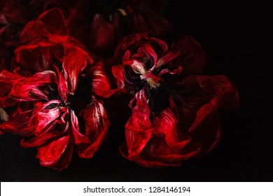 Dry tulip in black background, Dry flower  – Ảnh có sẵn