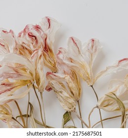 Dry Tulip Flower Pattern On White Background. Flat Lay, Top View Minimal Neutral Floral Background.