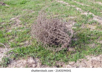 Dry Tumbleweed Grass In Nature