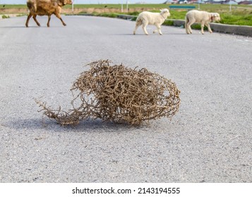 Dry Tumbleweed Grass Rolling Down The Road