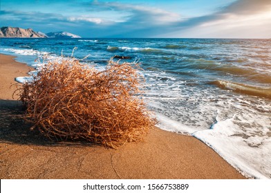 dry tumbleweed on the sea beach on sunset