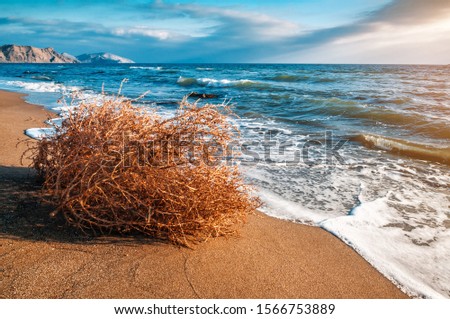 dry tumbleweed on the sea beach on sunset