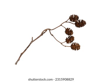 Dry twig with alder cone isolated on white