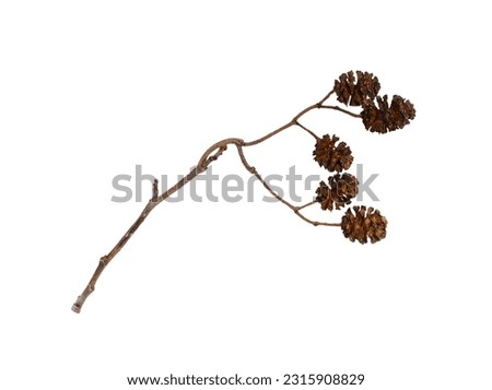Dry twig with alder cone isolated on white