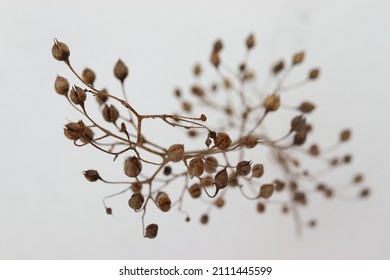 dry twig of flax grass in the snow, winter background