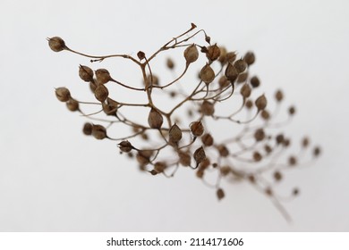 dry twig of flax grass in the snow, winter background