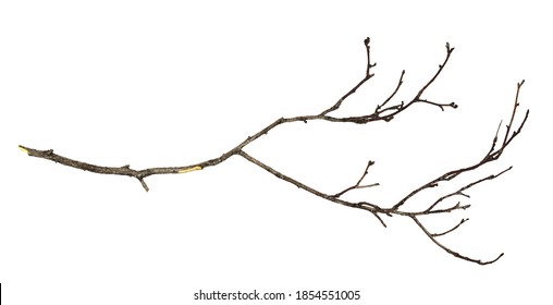 Dry twig isolated on white background - Shutterstock ID 1854551005