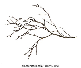 Dry twig isolated on white background - Shutterstock ID 1859478805