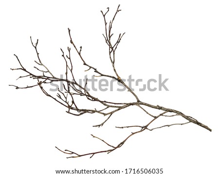 Dry twig isolated on white