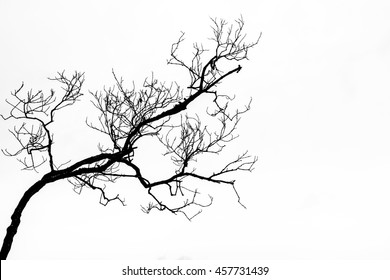 Dry twig on the tree in Black and White