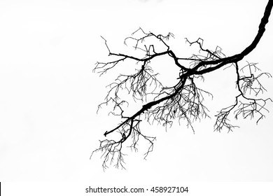Dry twig on the tree in Black and White