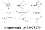 dry twig on white isolated background