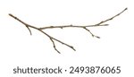 dry twig on white isolated background