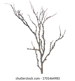 dry twig of tree isolated on white background