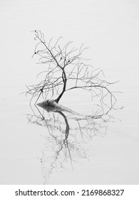 Dry Twigs Drowning In The Pond, Black And White Style