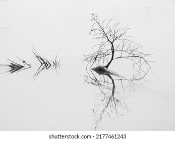 Dry Twigs Drowning In The Pond, Black And White Style