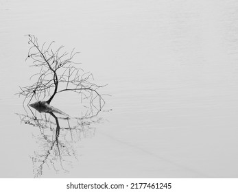 Dry Twigs Drowning In The Pond, Black And White Style