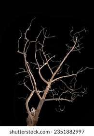 dry twigs, fallen leaves  dead standing tree - Shutterstock ID 2351882997