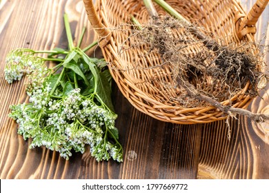 Dry valerian roots in basket. branch with fresh valerian medical flowers on wooden table. harvesting of plant parts for use in traditional and alternative medicine.