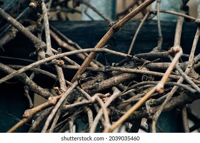 Dry Vine Branches. Autumn Or Winter In The Vineyards. Hedge Made Of Dried Twisted Twigs.