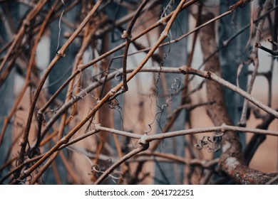 Dry Vine Branches. Autumn Or Winter In Vineyards. Hedge Made Of Dried Twisted Twigs.