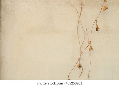 Dry Vine Hanging On Concrete Wall