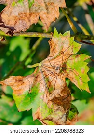 Dry Vine Leaf And A Vine Grape. Protect Of The Vineyard From Danger Diseases And Funghi