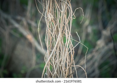 Dry vine-like grass hangs from a tree.