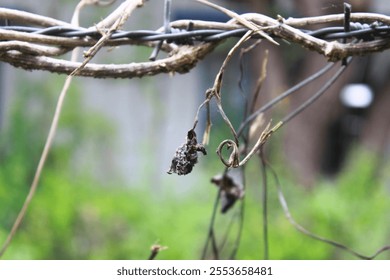 Dry Vines-and-Barbed Wire-Close-Up in Natural-Setting - Powered by Shutterstock