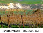 Dry Vineyard and chalk soil in Santa Rita Hills California