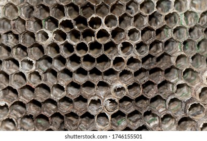 Dry Wasp Hive Close Up. Wasp Hive Background