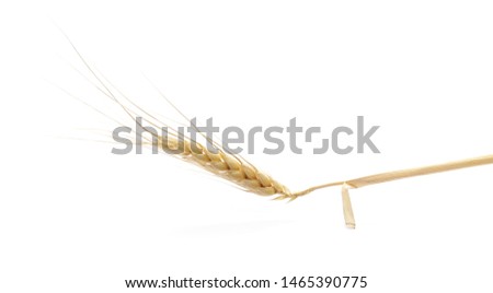 Dry wheat ear, grain isolated on white background