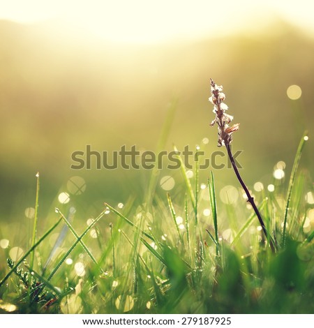 Dry white flower in wet green grass. Fresh outdoor nature background