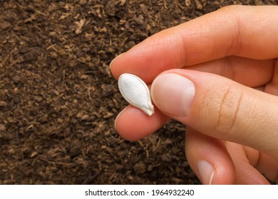 Dry White Pumpkin Seed On Young Adult Woman Finger On Fresh Dark Soil Background. Closeup. Preparation For Garden Season In Early Spring.