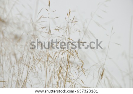 Similar – Image, Stock Photo grass Grass Green Bright