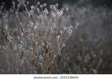 Dry wild plants and flowers. Brown dried flowers with white fluffy cores. Delicate dry flower. Selective focus. Beautiful grass with seeds standing on golden sunlight of autumn day. Dried grass - Powered by Shutterstock