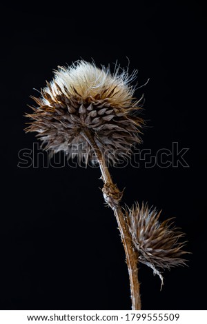 Dry wild thorny plant on a black background. Close-up. A fragment of a dried plant. Dry stem, leaves and seeds of the plant. Dried herbs. Contrast graphics. Abstract composition on black background