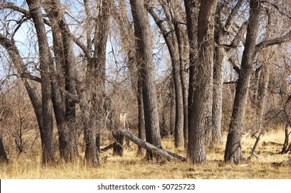 Dry winter forest of cottonwood trees and golden grasses