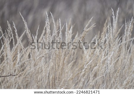 Dry winter grass with thistle in the background against a cloudy sky.