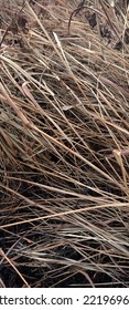 Dry, Withered Grass Near The Farmland .