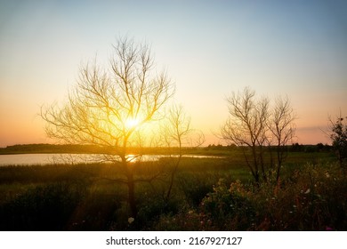 Dry wood. Evening sky is lit by setting sun. Big lake. Summer nature. Green vegetation on shore.