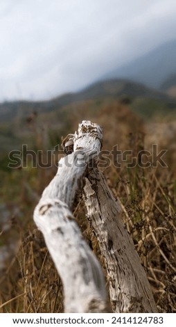 dry wood on the side of the road