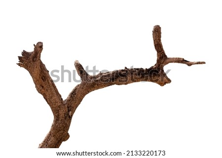 Dry wooden trunk and branch with cracked isolated on white background with clipping path.
