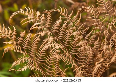 Dry Yellow Brown Fern Autumn Leaves Texture Background. Fall Leaf Macro Close Up In Sunlight, Nature Detail Pattern