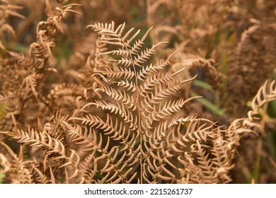 Dry Yellow Brown Fern Autumn Leaves Texture Background. Fall Leaf Macro Close Up In Sunlight, Nature Pattern