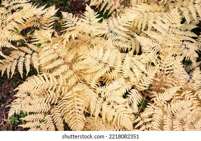 Dry Yellow Brown Fern Autumn Leaves Texture Background. Fall Leaf Macro Close Up In Sunlight, Nature Detail Pattern.