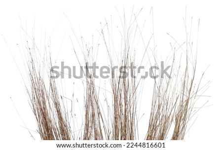 Dry yellow grass isolated on white background, clipping path