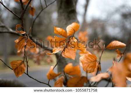 Similar – November blues Oak leaf